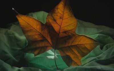 Feuille d’automne
